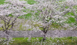 樱花视频下载,轻松获取精彩瞬间，留住美好回忆